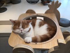 -飞行喵MR PILOT|猫舍·猫咖(静安大融城店)