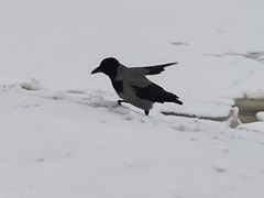 -谢列梅捷沃国际机场