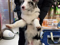 -FAELING PETS美天灵宠物(富力广场店)