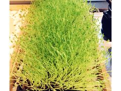 -夫妻肺片·中华老字号·正宗川菜(春熙路店)