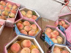 -南汇水蜜桃采摘(大团店)