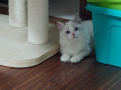 -Bastet sally猫舍购宠(静安店)
