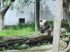 -都江堰中华大熊猫苑