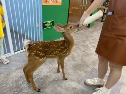 -神奇动物撸宠馆·羊驼·小浣熊·异宠(豫园店)