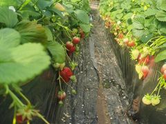 -大自然农场蔬菜草莓采摘园