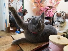 -李小姐の猫咖啡馆(五角场店)