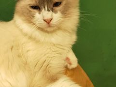 -藏猫猫咖啡主题馆(中央大道店)