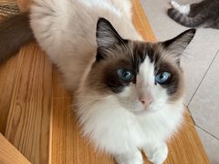 -Catmate·猫肥家润(金润铂宫店)