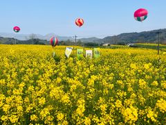 -桑洲油菜花景区