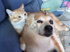 -天宠宠物医院24小时·急重症诊疗中心·全科·腔镜特色(和平分院)