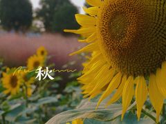 -映月湖中央公园