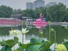 -莲花池公园