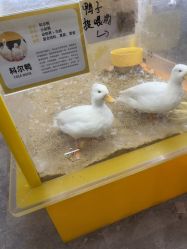 -神奇动物撸宠馆·羊驼·小浣熊·异宠(豫园店)