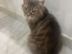 -楼上猫咖(罗湖店)