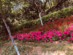 -八仙山公园