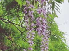 -嘉定紫藤园