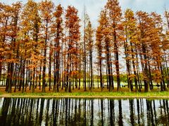 -上海共青森林公园