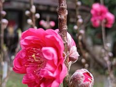 -桃花涧