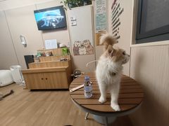 -唐小姐の私宠·宠物洗护美容·撸猫馆·购宠(周浦万达旗舰店)