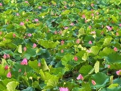 -艾溪湖湿地公园