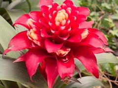 -中国科学院华南植物园