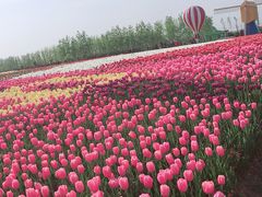 -荷兰花海