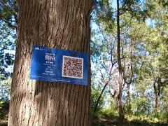 树木上的铭牌-北京鹫峰国家森林公园