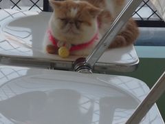 -怪兽屋·羊驼·猫咖·狗咖(俊华广场店)