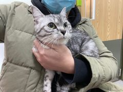-伟伟宠物医院·瑞派猫友好医院·猫科(光谷店)