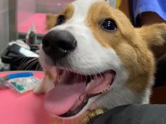 -宠福鑫康馨动物医院·骨科·眼科