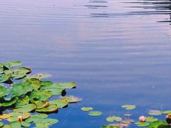 -上海辰山植物园