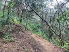 -长虫山生态公园风景林