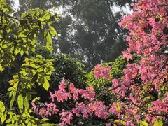 -东莞植物园