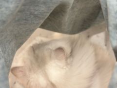 -柠季·手打柠檬茶(静安大悦城北座B1店 )