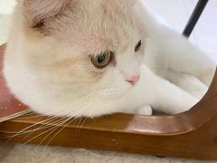 -藏猫猫咖啡主题馆(中央大道店)