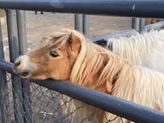 -长白岛森林公园