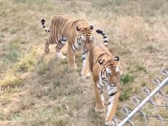 -石家庄市动物园