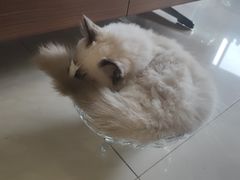 -瑞派名望志远动物医院·猫科·內科·异宠专科(直港大道店)