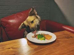 -百好乐宠物友好餐厅(朝外大街店)