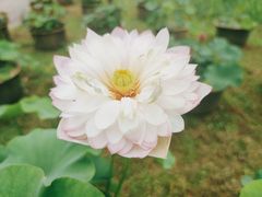 -东湖磨山景区
