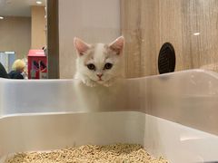 -BABIT巴比特宠物(MOMOPARK店)