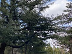 -北京鹫峰国家森林公园