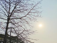 -东莞植物园
