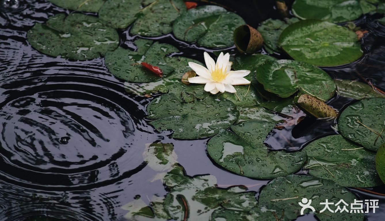 觉得闷热,就逛去园林吃雪糕!