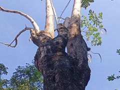 -广州神农草堂中医药博物馆