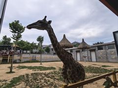 -西霞口神雕山野生动物世界