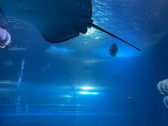 -太平洋海底世界