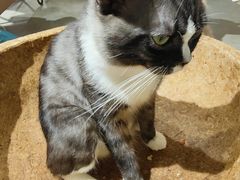 -more than meow吴止猫主题餐厅(承德 中船汇店)