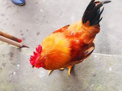 -鹿亭中村