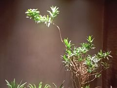 -青螺餐厅·家宴(松雅湖店)